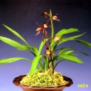 죽백3로 이미지