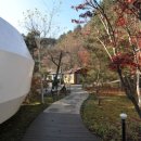 파인포레스트
