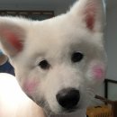 미용해주개 이미지