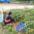 고구마수확 & 태평추 이미지