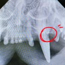 라포레동물메디컬센터 이미지