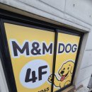 M&M Dog 이미지