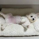 꼬또리몽 이미지