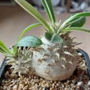 Pachypodium eburneum white flower(에버넘 백화)와 Aloe petricola(알로에 페트리콜라) 이미지