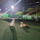 애견운동공원(하절기) 이미지