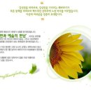 태백 "해바라기축제" 이미지