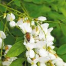 [식물 이야기] 꿀벌이 가장 사랑한 꽃… 한때 국내 꿀 생산 70% 담당 이미지