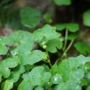 큰피막이풀 Hydrocotyle javanica Thunb. 이미지