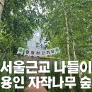 [경기도/용인] 서울근교 나들이 용인 자작나무 숲 (위치/주차/입장료)+베툴라 베이커리카페