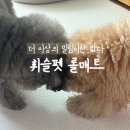 나는펫이다 | 휘슬펫 강아지매트 실사용 한달후기