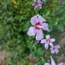 지영인조잔디구장 이미지