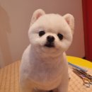 이쁘개왈왈 이미지