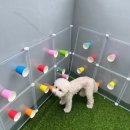 맘바이 루프탑 테라스 강아지 애견호텔 애견유치원 이미지