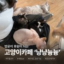 카페바라기 - 경산시 경안로39길 14 | 광안리 이색 데이트 방문이 후원이 되는 고양이 카페 냥냥늉늉 후기