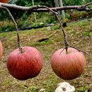 강 나 루 이미지