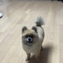 펫스 | [수유] 곰돌이+물개 스타일 포메 가위 컷 후기 '하이펫스'