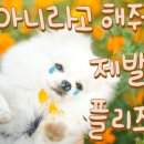 스마일양한방동물병원 이미지