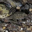 (양서류 전문가) 김대호 선생님과 번개강좌 이미지