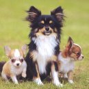 강아지나라 이미지