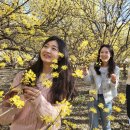 지리산산수유 이미지