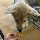 솜띵