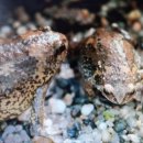 꼬마연못 이미지