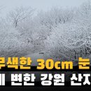 3월 무색하게 내린 30cm 눈에 하얗게 변한 강원도 산속 풍경 이미지