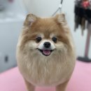 댕댕쌀롱 이미지