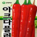 2025년 현대종묘 고추씨앗 소개 - 아크다 플러스