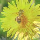 서해랑길(트레킹) 코스 이미지