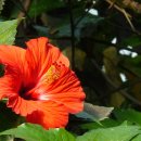 허브아일랜드 식물원 이미지