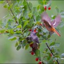 딱새의 뻐꾸기 대리모 탁란. 이미지