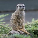 여기는 펫샵 이미지