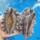 완도산참전복구이 | 완도전복 추천 전복선물 보양식 고민될 때 목포낙지촌 활전복 후기