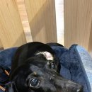 철판위에 닭갈비 이미지