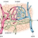 우리의 몸(8). 거대한 연결 체계, 혈액순환 이미지