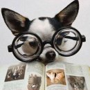 도그스타동물병원 이미지