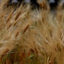 보리밭사이길로 이미지