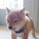 따신밥 이미지
