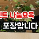 묘목 작업 어제 해서 보내드렸습니다 이미지