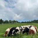 젖소목장 이미지