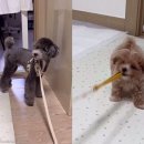 뽀시래기 이미지