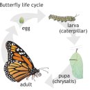 LARVA STAGE 이미지
