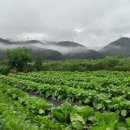 석박지김치 있어요(한분)완료 이미지