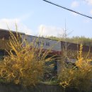 개나리슈퍼 이미지