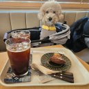 애견# | 부천 상동 카페 버터프레슈 애견동반 후기