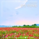 함안 악양둑방 양귀비 실시간 현황 후기(05.27) 늦은 감이 있다. 폭우로 망;;