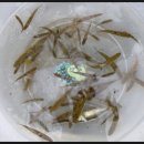 덕우민박 이미지