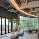 코우코알라 이미지