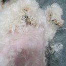 오늘도 뽀송하개 이미지